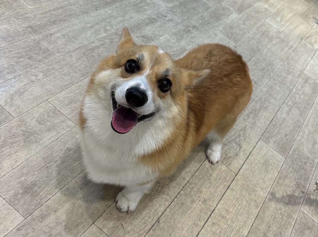 つくね君