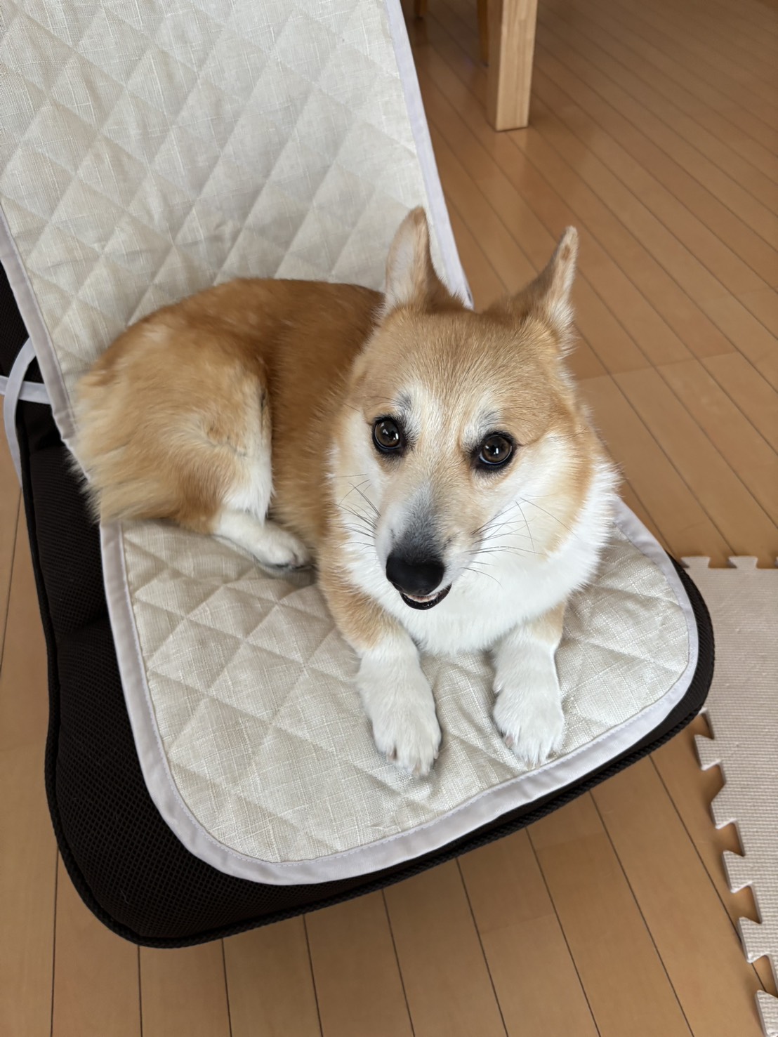 あんずちゃん