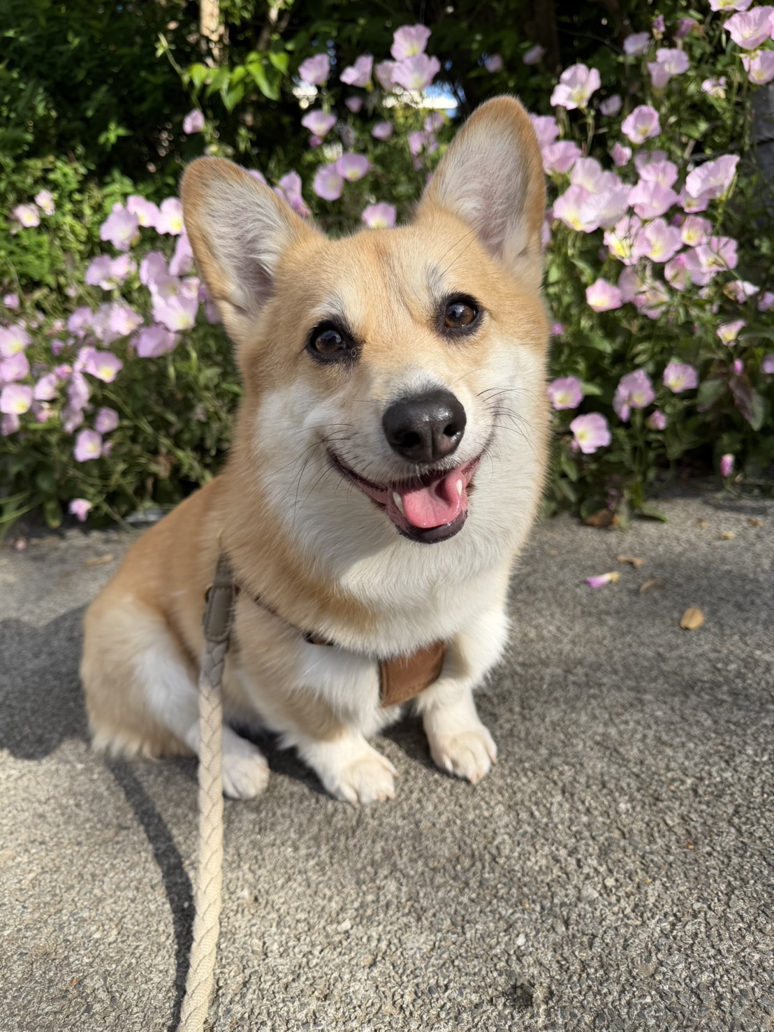 こむぎちゃん
