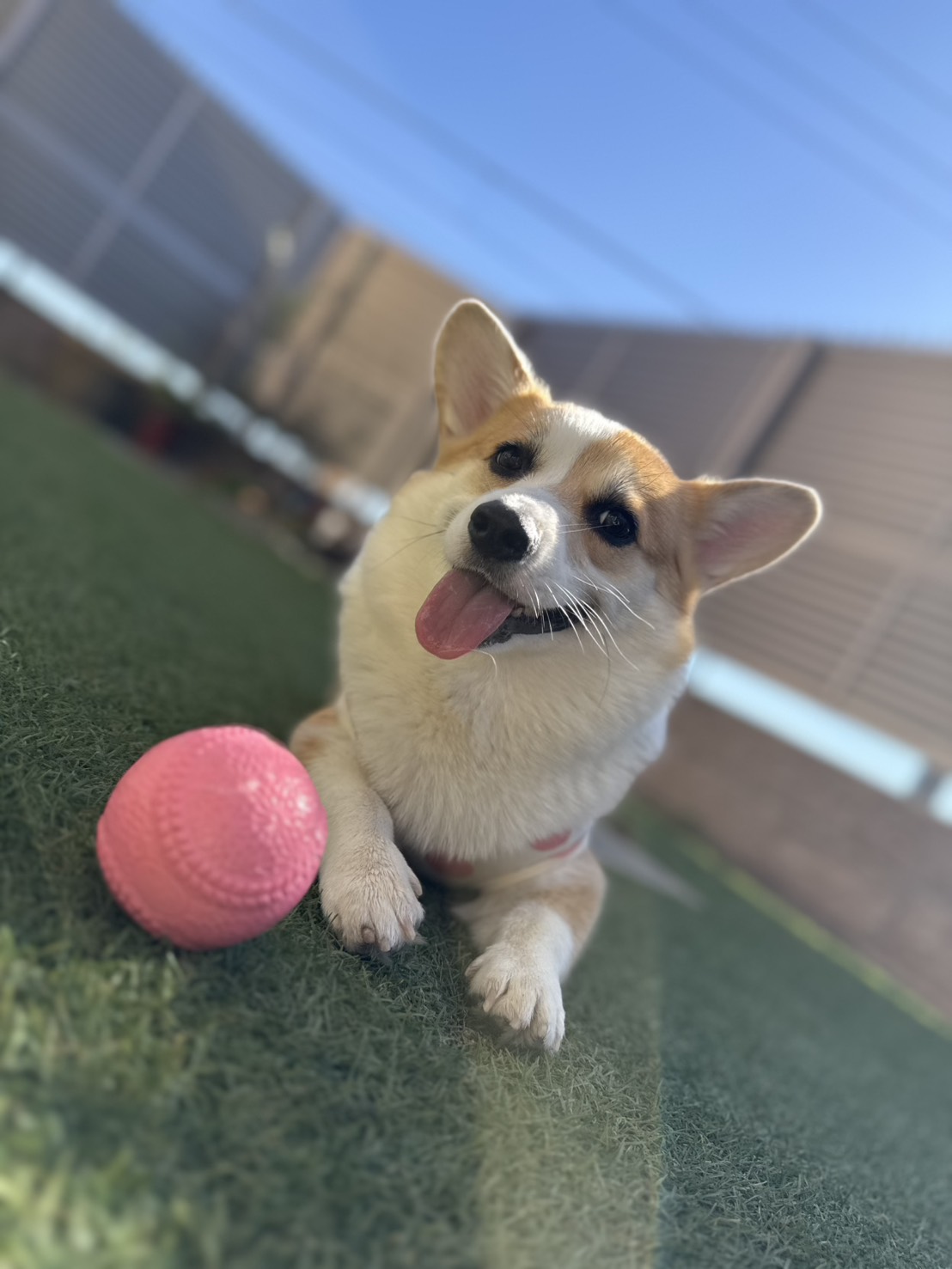 にこちゃん