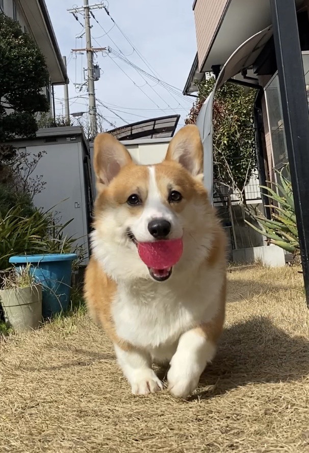 風汰(フウタ)君